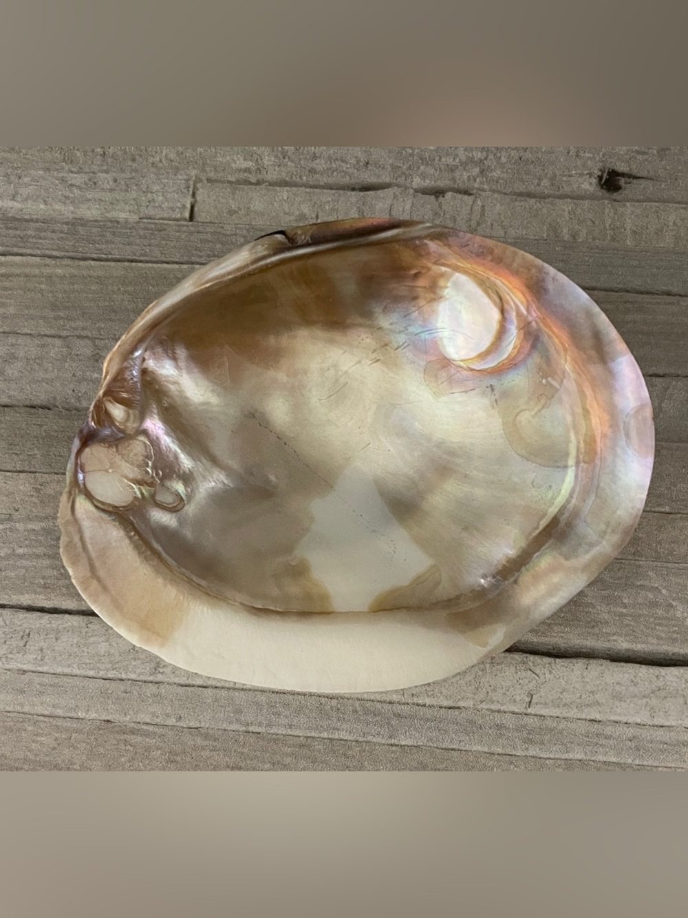 Natural Abalone Shell Dish Jewelry Tray- Iridescent Pearl Tones
